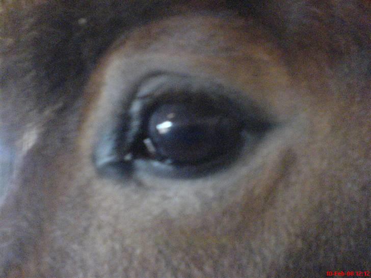 New Forest Tanholt Lukas *Halvpart* billede 14