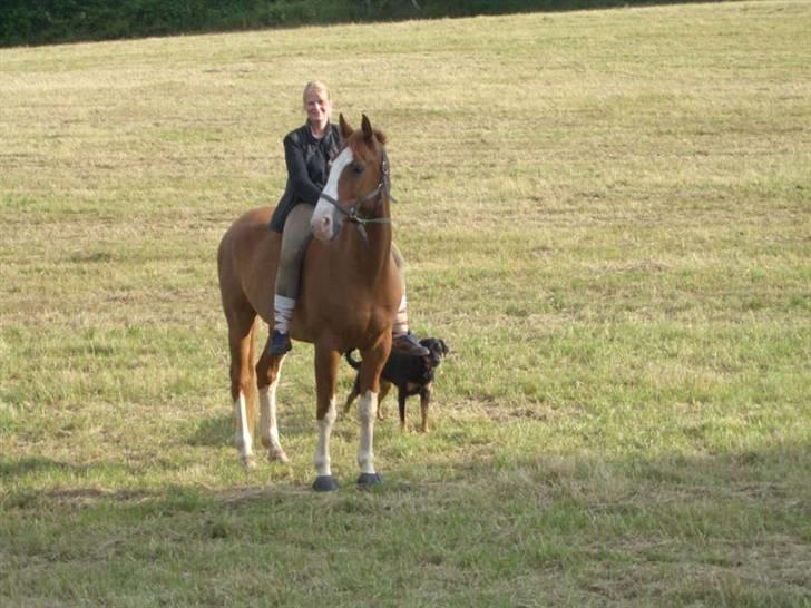 Dansk Varmblod Grafitti Zantio billede 1