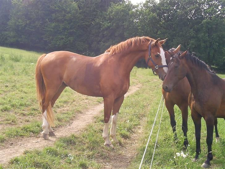 Dansk Varmblod Grafitti Zantio billede 2