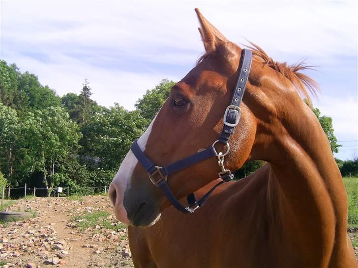 Dansk Varmblod Grafitti Zantio billede 3