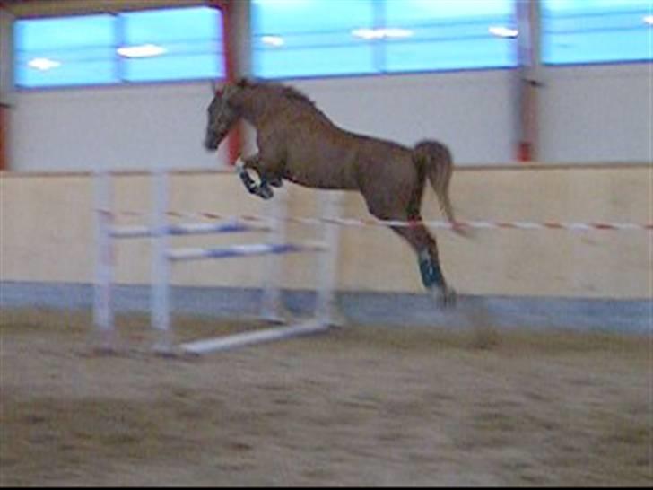 Dansk Varmblod Grafitti Zantio billede 4