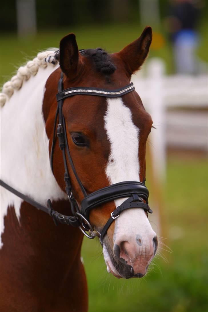 Hollandsk Sportspony Pinkster (Nemo)  B-Pony - Velkommen til Nemos profil. 
I er velkomne til at lægge en kommentar.
Ingen af billederne må kopies, tak! billede 1