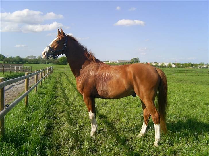 Dansk Varmblod Grafitti Zantio billede 5