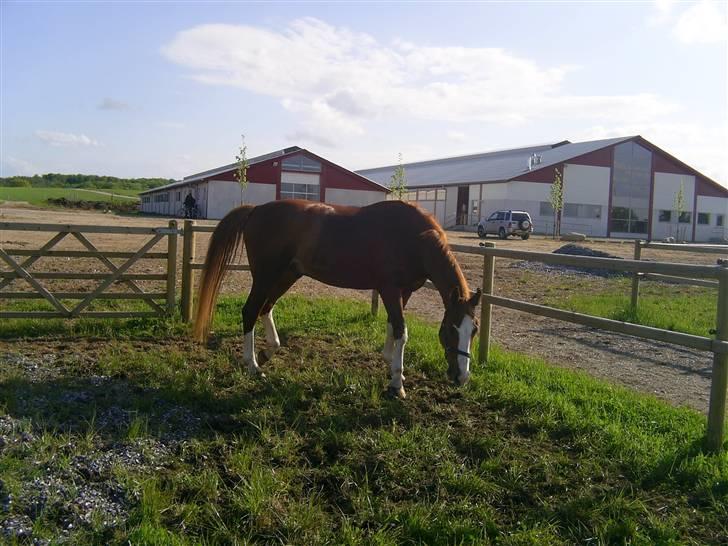 Dansk Varmblod Grafitti Zantio billede 6