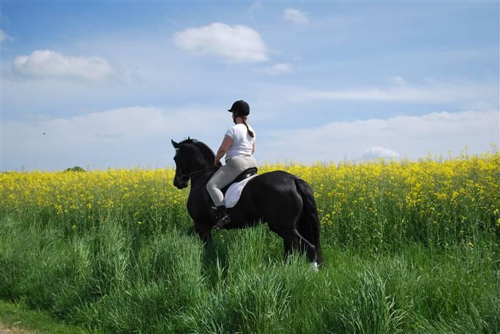 Frieser antoinette billede 18