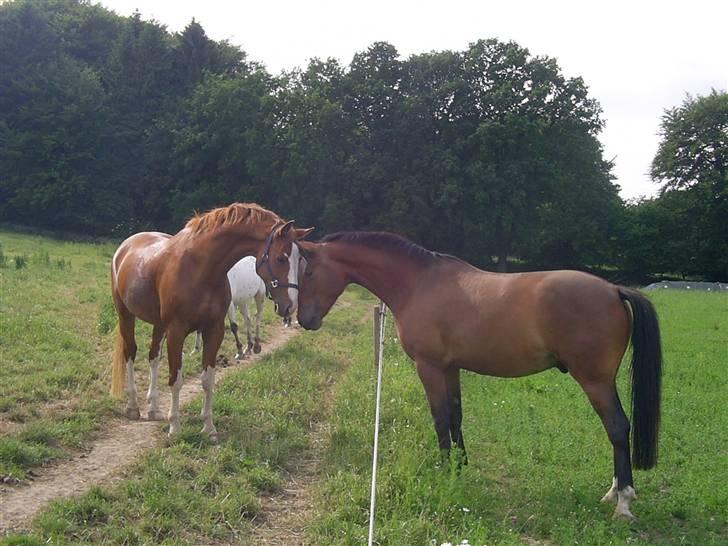 Dansk Varmblod Grafitti Zantio billede 7