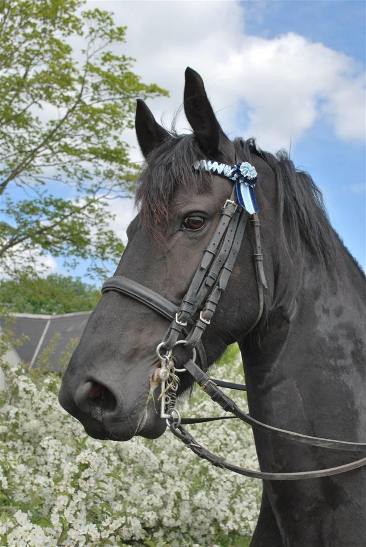 Frieser antoinette billede 20