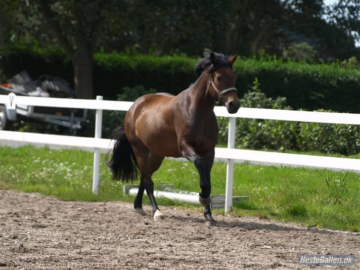 New Forest Kærgaardens Cayenne - :-* <3 Foto: Fie Elsner billede 12