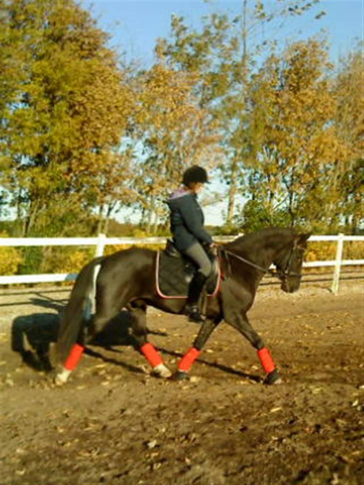 New Forest Lundtoft bendii - Dressur d. 16/10-09.  billede 4