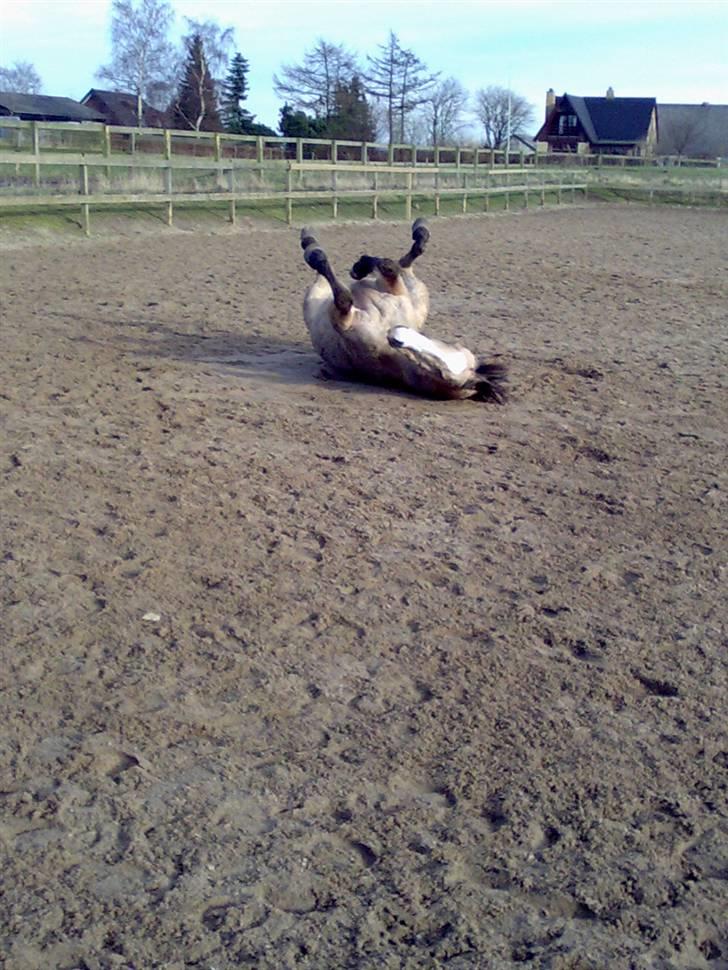 Welsh Cob (sec D) Kimberly <3 billede 10