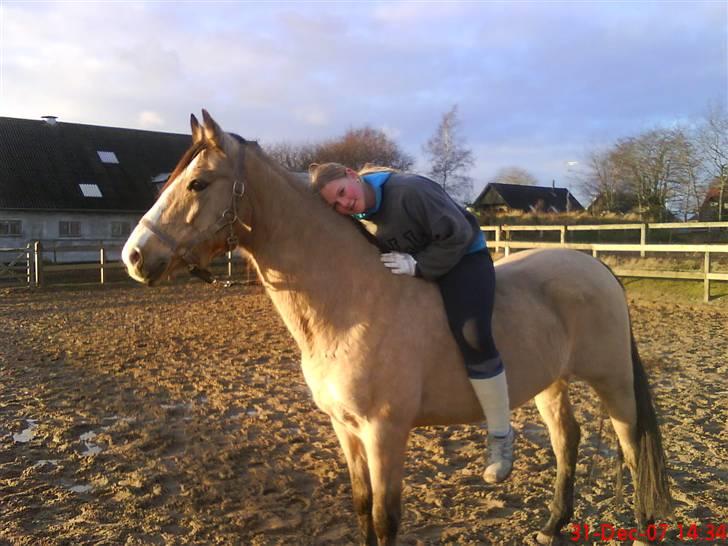 Welsh Cob (sec D) Kimberly <3 billede 12