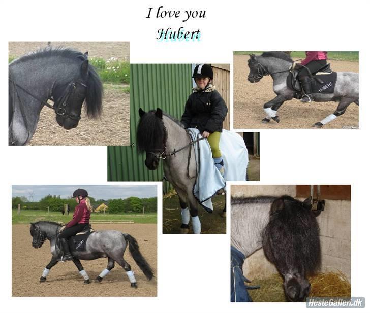 Anden særlig race Hubert billede 1