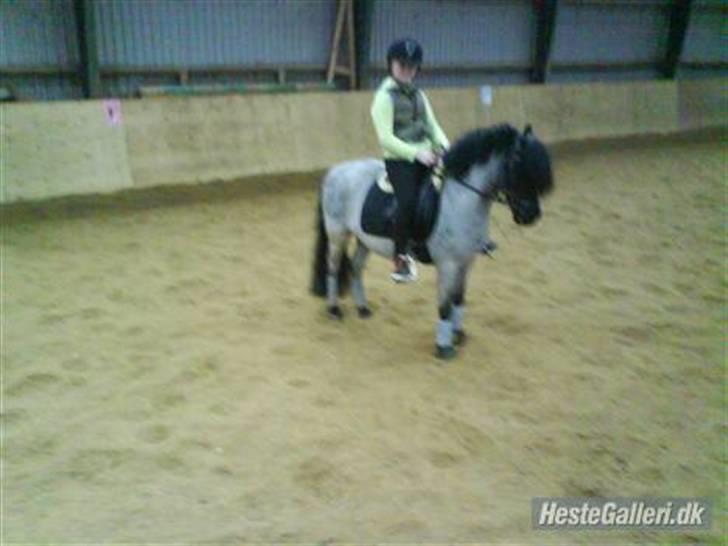 Anden særlig race Hubert billede 3