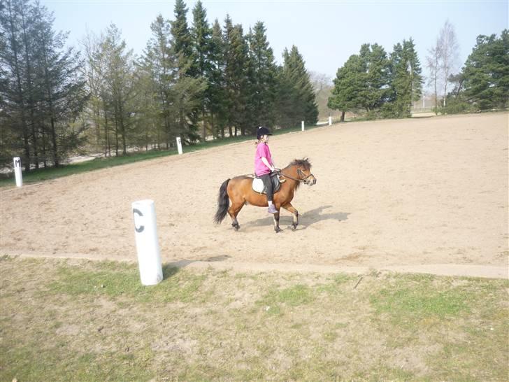 Shetlænder Birger  SOLGT - Birger er bare såå sød, når han tøffer rundt (: billede 18
