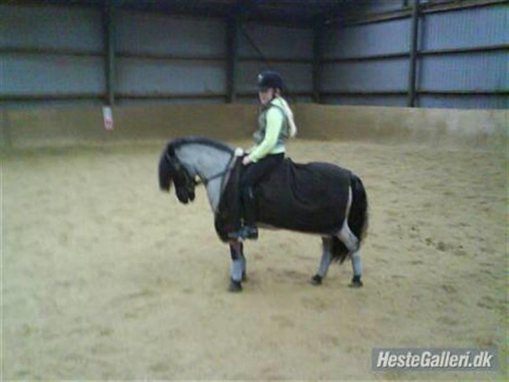 Anden særlig race Hubert billede 4