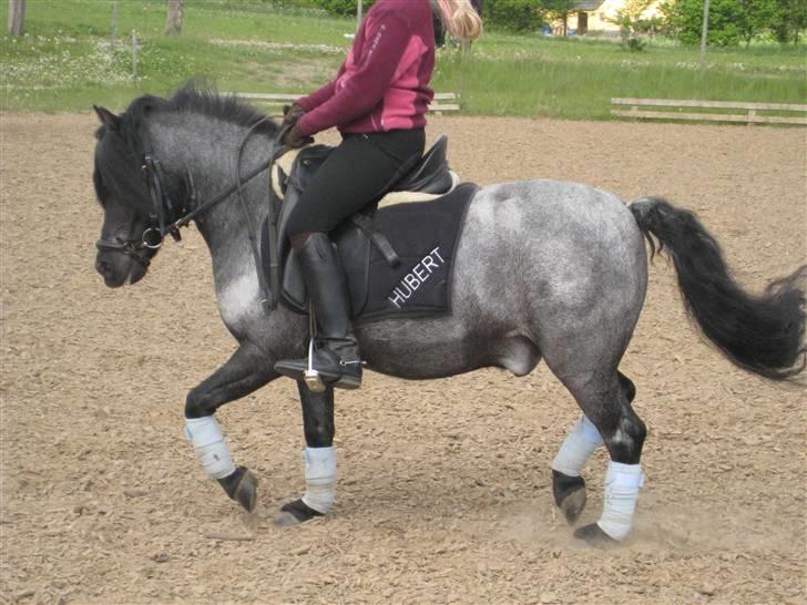 Anden særlig race Hubert billede 6