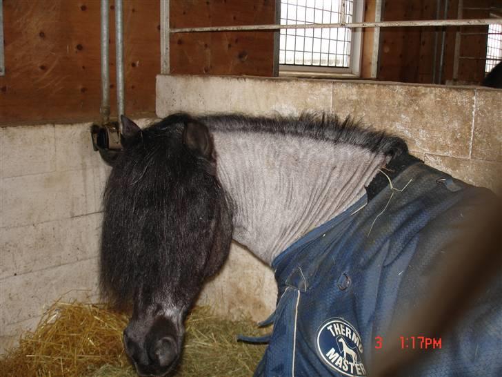 Anden særlig race Hubert billede 7