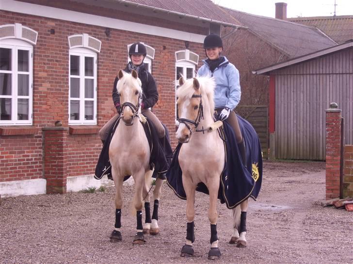 Palomino Lysholt'S Pegasus SOLGT - Pegasus og Cæsar - Lysholt´S brødrene :D<3 billede 4