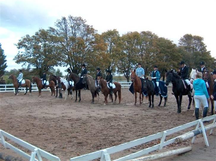 New Forest Sasha - er til klub-mester overrekelser..  billede 3