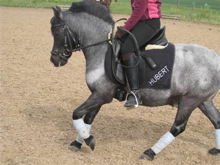 Anden særlig race Hubert billede 8
