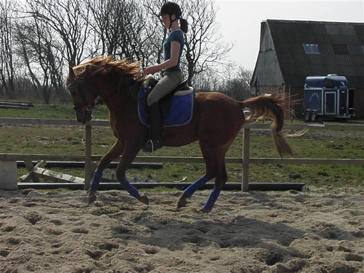 Arabisk fuldblod (OX) Midnight - 7. gang med rytter, 3. gang han prøver dressuren :D<3 billede 2