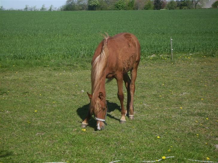 Arabisk fuldblod (OX) Midnight billede 5