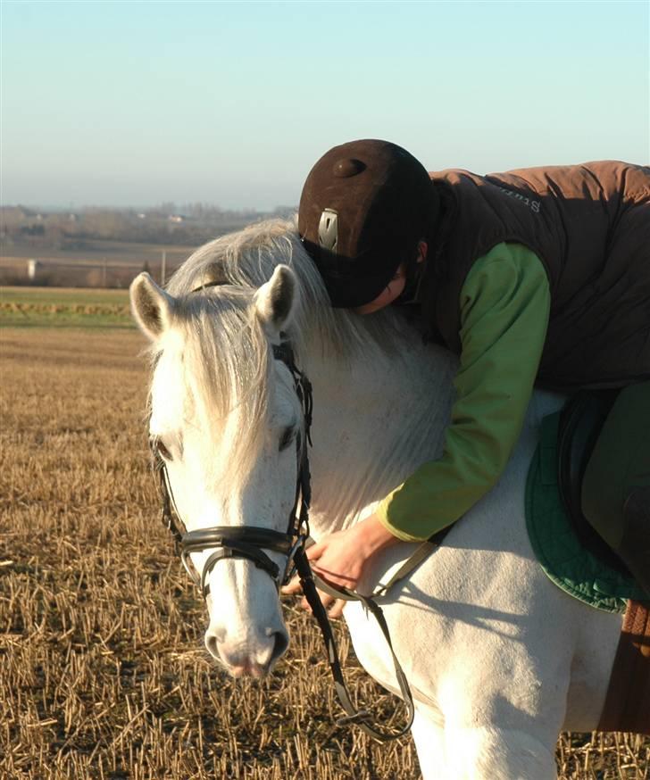 New Forest Firfod Firspring -  Foto: webmoster Mette billede 6