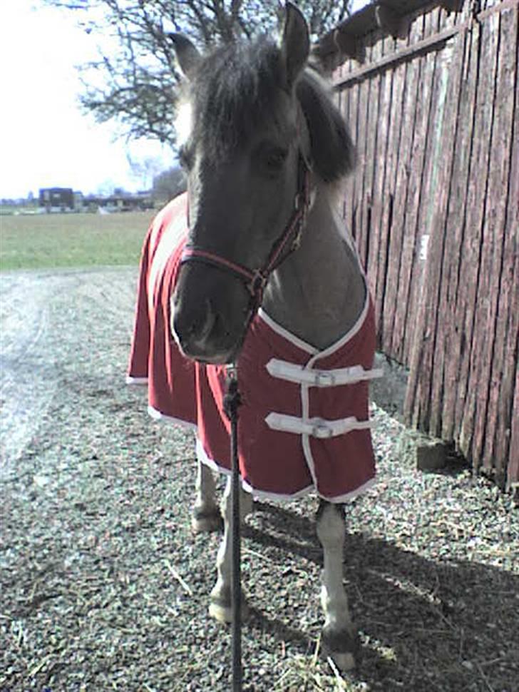 Anden særlig race Matti <3  - danmarks pony :* billede 6