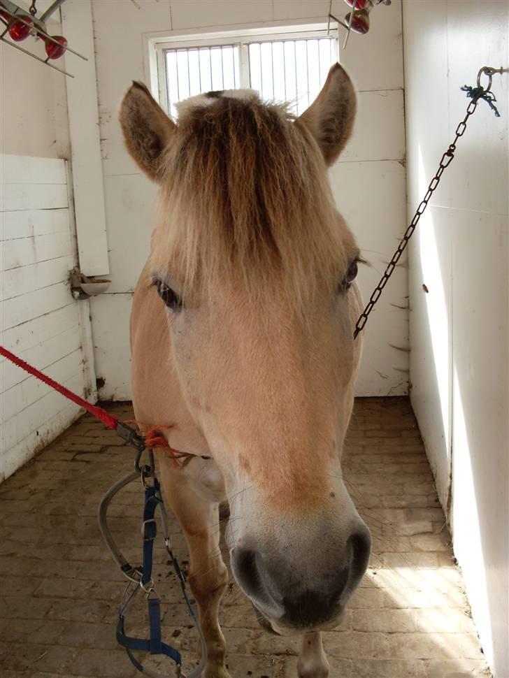 Fjordhest Aadalens Klaus  - Hehe :D billede 2