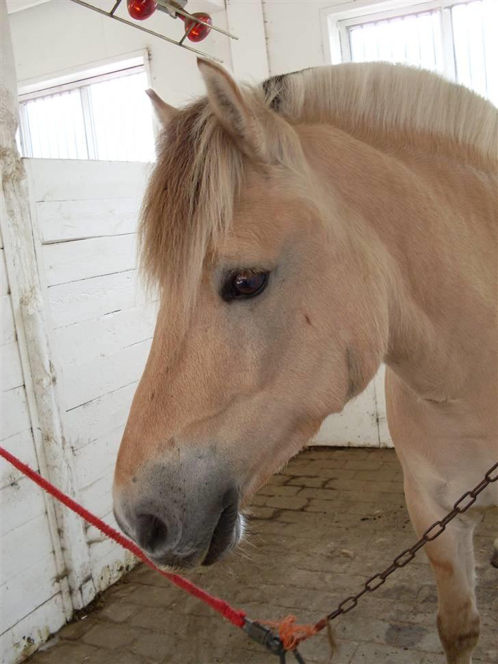 Fjordhest Aadalens Klaus  - Så fin :D billede 4