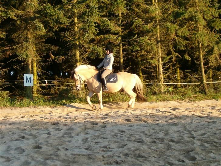 Fjordhest Aadalens Klaus  - Lidt dressur :D billede 5