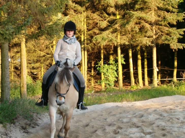 Fjordhest Aadalens Klaus  - Igen :D billede 6