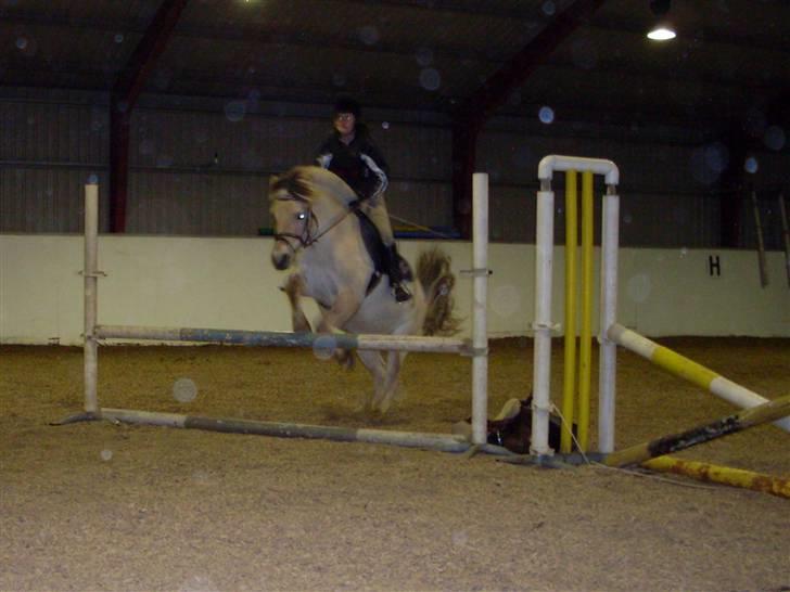 Fjordhest Aadalens Klaus  - 2. sidste gang jeg red på Klaus..  billede 8