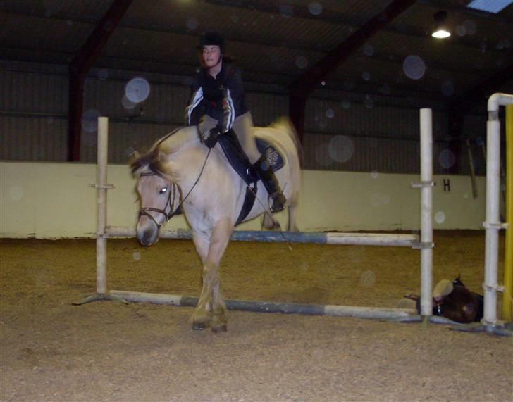 Fjordhest Aadalens Klaus  - 2. sidste gang jeg red på Klaus..           Vi springer nok omkring 80 cm :D billede 9