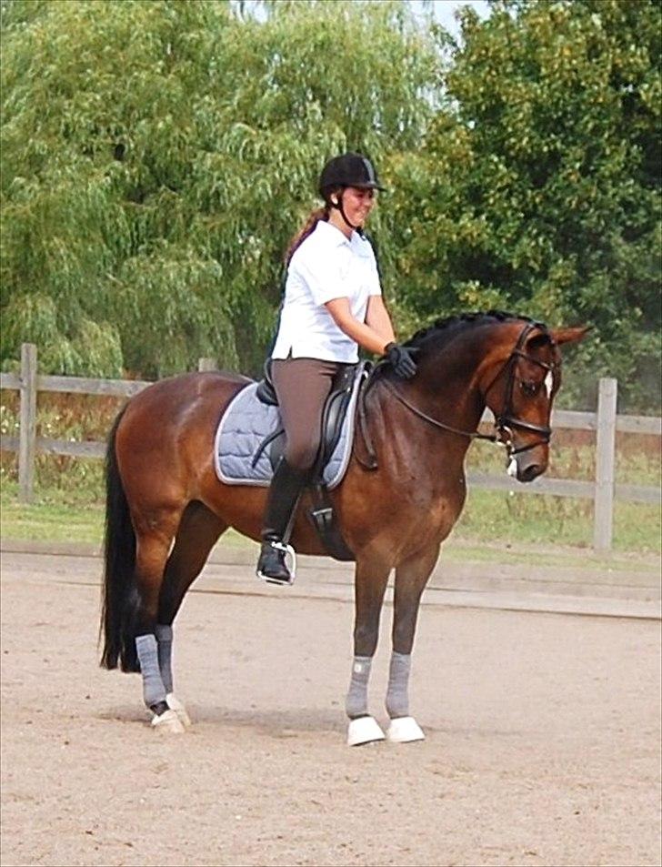 Hollandsk Sportspony Daphne B-pony *solgt* - 9. Kursus  billede 9
