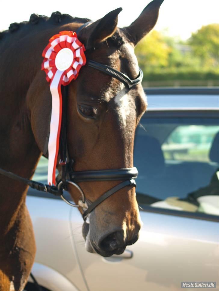 Hollandsk Sportspony Daphne B-pony *solgt* - 10. VEK´s stævne 1. plads i LA1 og 1. plads i LA4 ;D <3 foto: Jeanette billede 10