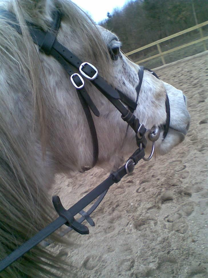 Anden særlig race Chili (passer hest) - chili  billede 9