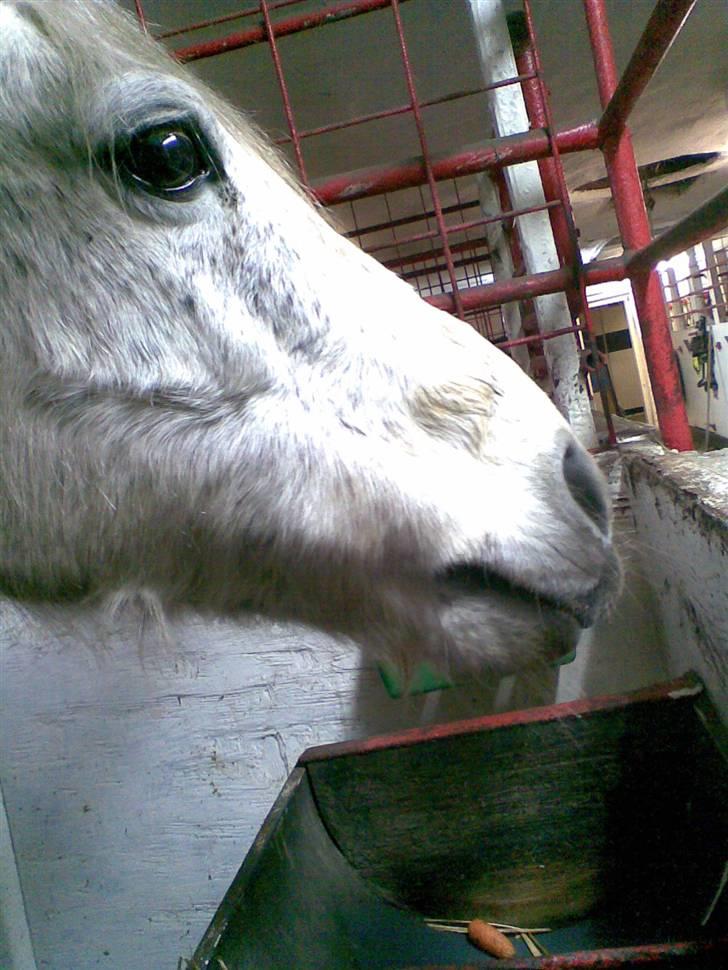 Anden særlig race Chili (passer hest) - i boksen billede 10