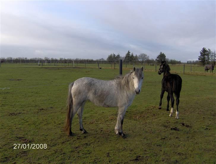 Welsh Partbred (Sec F) Destiny´s Irony - Jeg er i virklighede hvid, men det er åhh så dejligt at rulle sig i mudderet billede 7