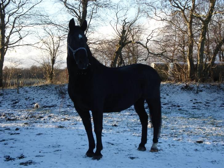 Oldenborg Spirit*RIP* - sne vejrs billed billede 9