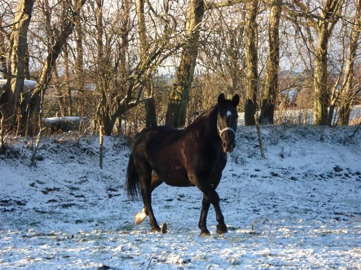 Oldenborg Spirit*RIP* - snevejrs billed billede 10