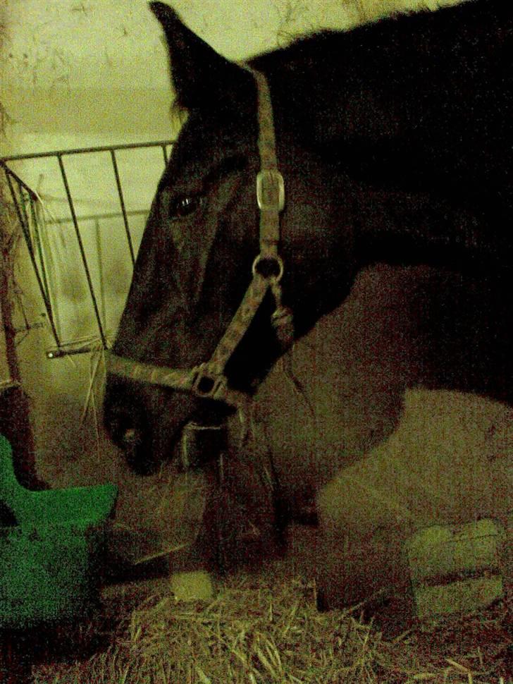 Oldenborg Spirit*RIP* - det første billed jeg har tog af hende har er hun lige kommet hjem billede 12