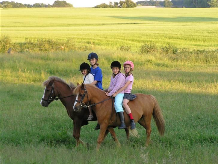 Anden særlig race Vestergårdens Sweet Alibi - Mig og Maja på Sweety og Amanda og Mie på Charlie billede 6