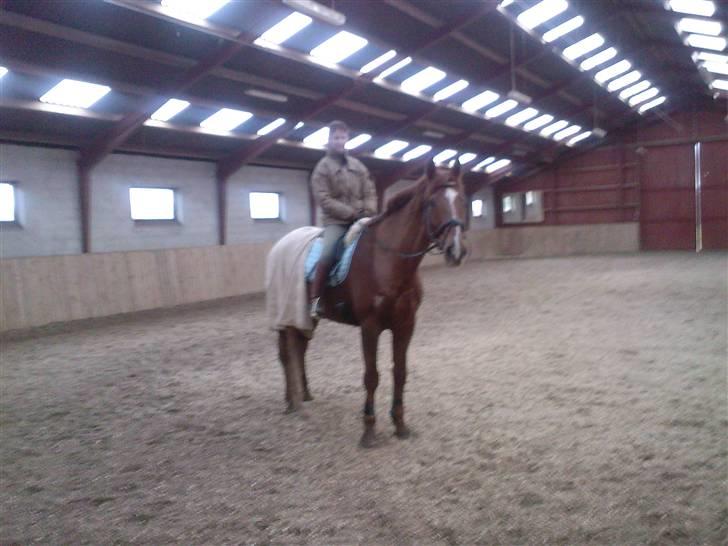 Dansk Varmblod Come Time II *SOLGT* billede 2