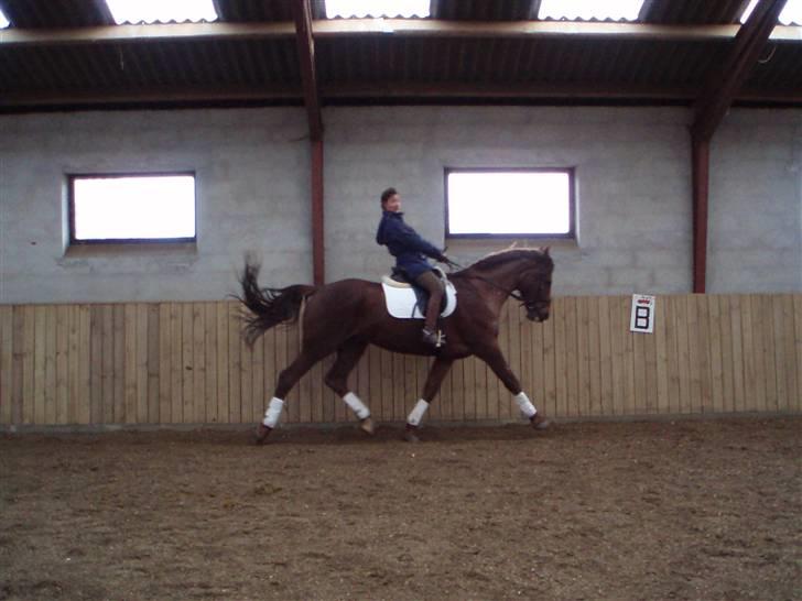 Dansk Varmblod Come Time II *SOLGT* billede 3