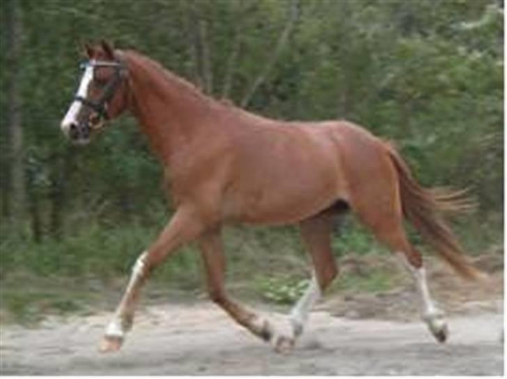 Pinto Aminde's Moonlight*SOLGT* billede 1