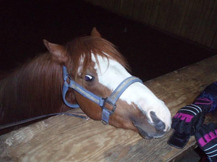 Pinto Aminde's Moonlight*SOLGT* billede 2