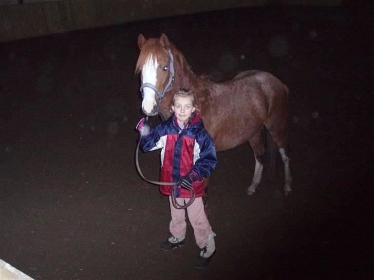 Pinto Aminde's Moonlight*SOLGT* billede 3