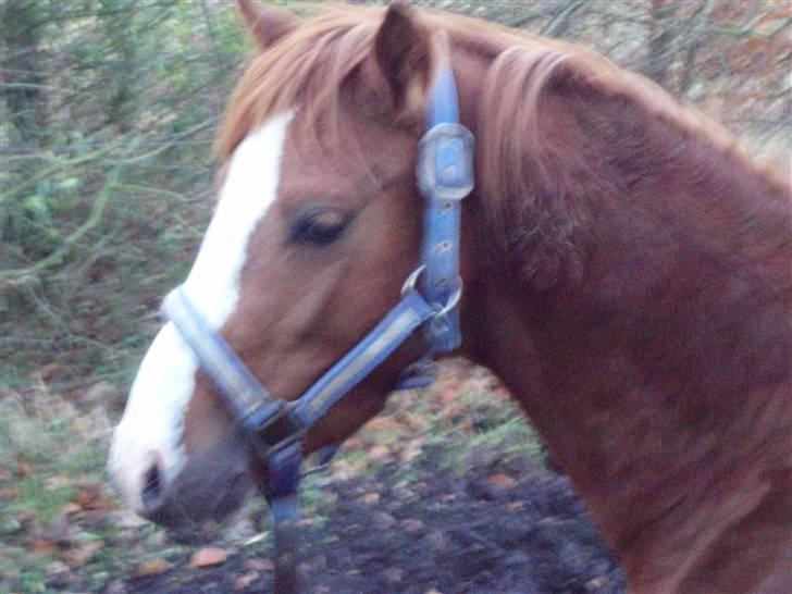 Pinto Aminde's Moonlight*SOLGT* billede 4