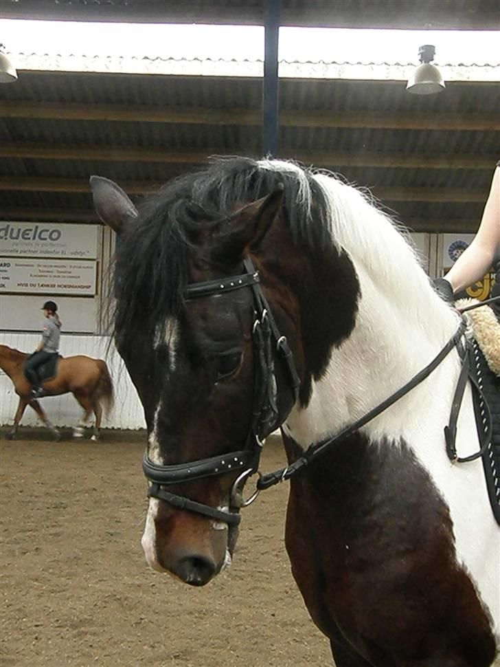 Pinto Hoelgaard´s Young Gun  - Velkommen til min profil jeg hedder Hoelgaard´s Young Gun , men bare kald mig Pim :b billede 1